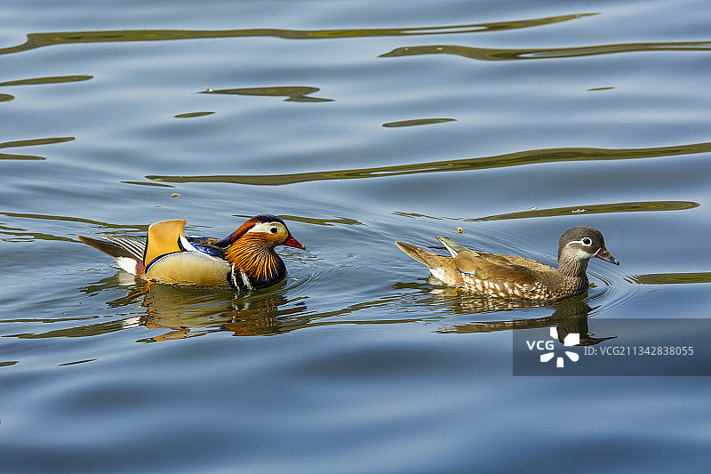 杭州西湖里的两只鸳鸯图片素材