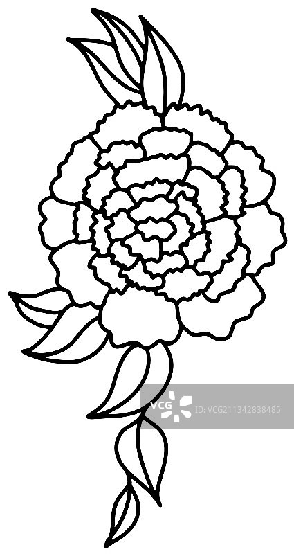 玫瑰或牡丹花束轮廓图片素材