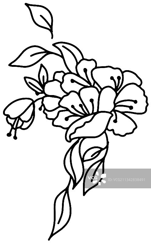 玫瑰果花束轮廓（黑白）图片素材