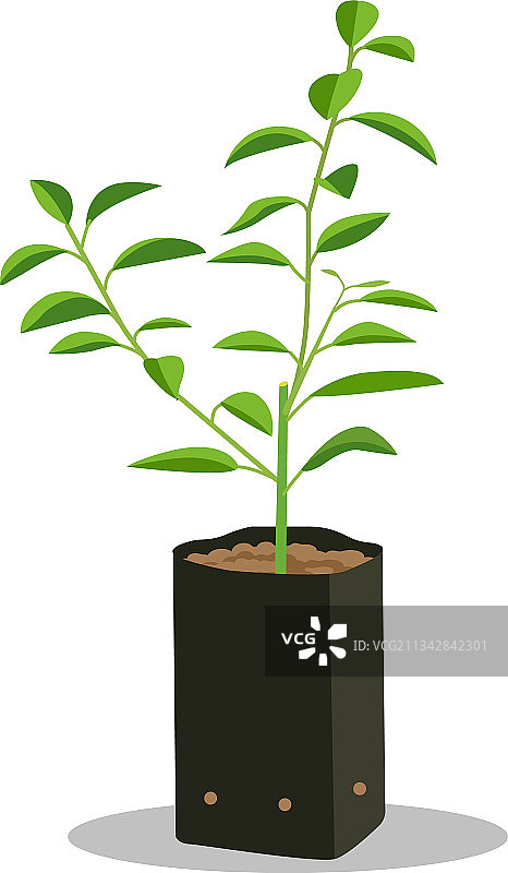 嫩芽幼苗图片素材