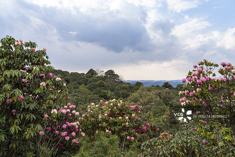 中国云南省曲靖市师宗县英武山马缨图片素材