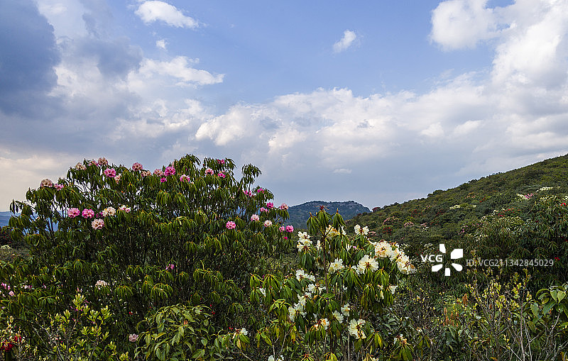 中国云南省曲靖市师宗县英武山马缨图片素材