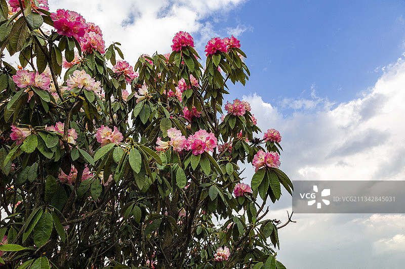 中国云南省曲靖市师宗县英武山马缨图片素材