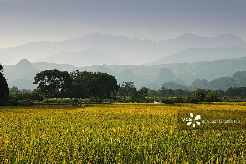 湖南永州江永，成片的稻田，秋天，粮食，田园风光，丰收的水稻图片素材