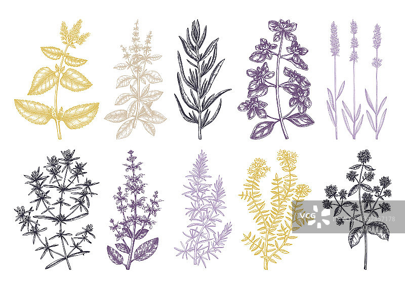 传统普罗旺斯香草合集图片素材