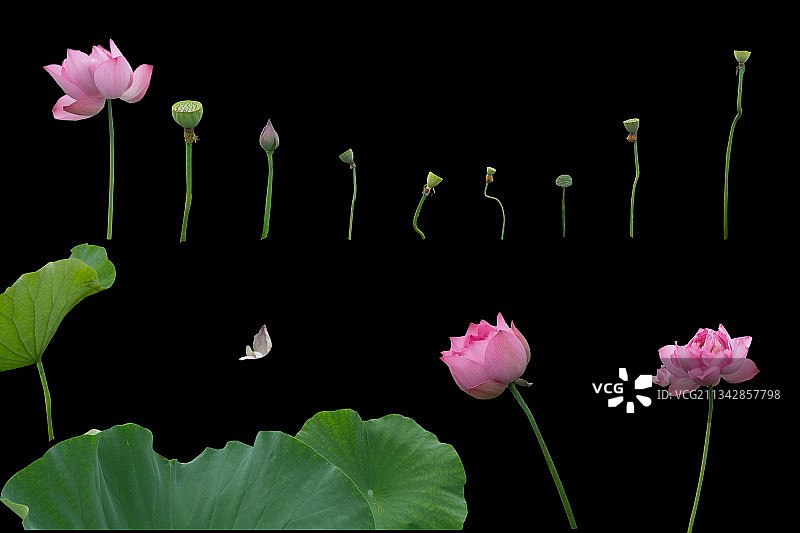 荷花高清素材集图片素材