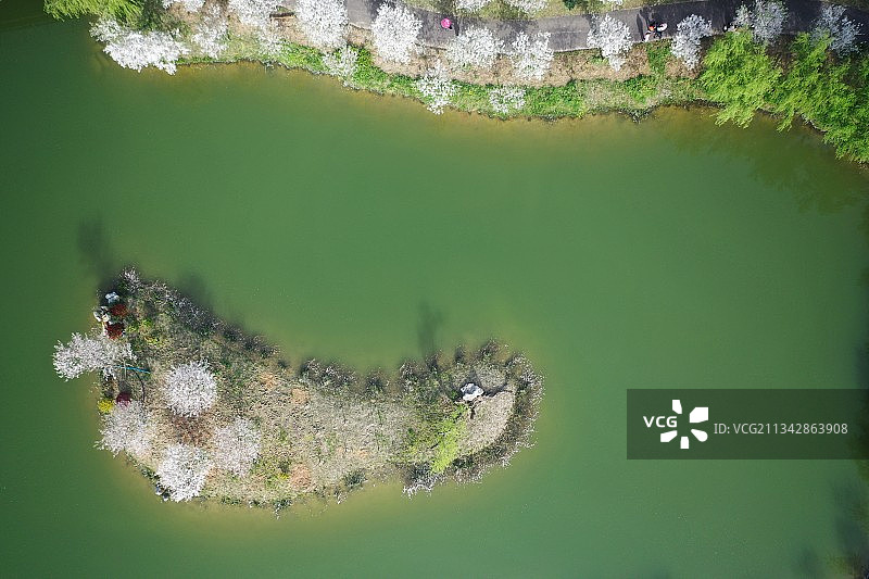 岸边有樱花图片素材