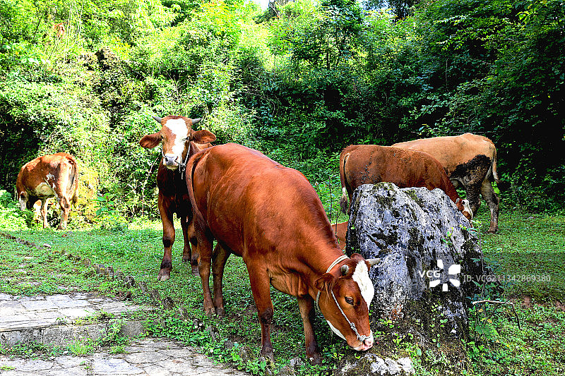 动物主题，牛，中国贵州贵阳市修文县图片素材