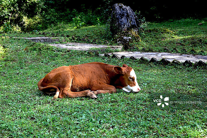 动物主题，牛，中国贵州贵阳市修文县图片素材