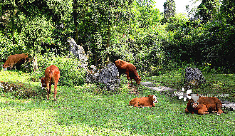 动物主题，牛，中国贵州贵阳市修文县图片素材