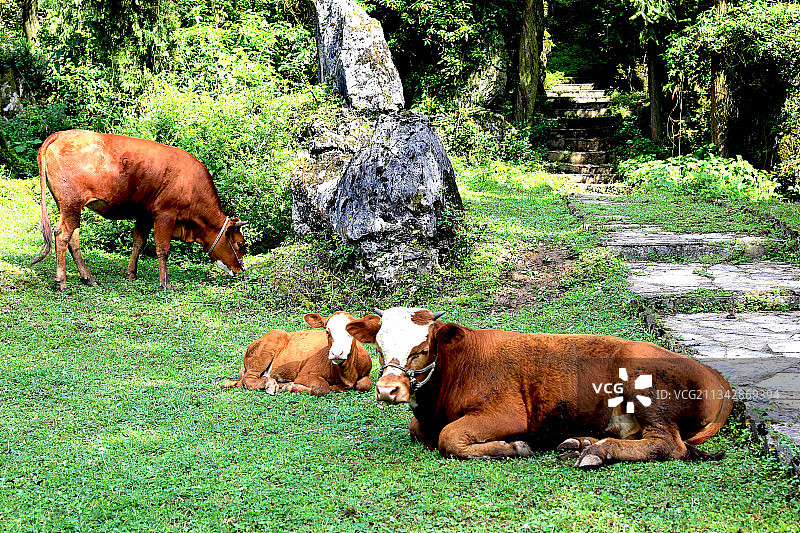 动物主题，牛，中国贵州贵阳市修文县图片素材