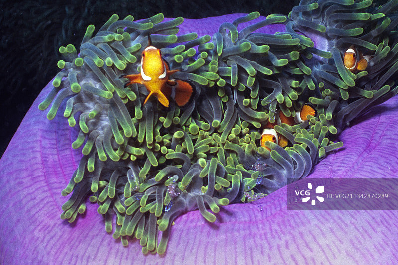 壮丽海葵中的小丑鱼图片素材