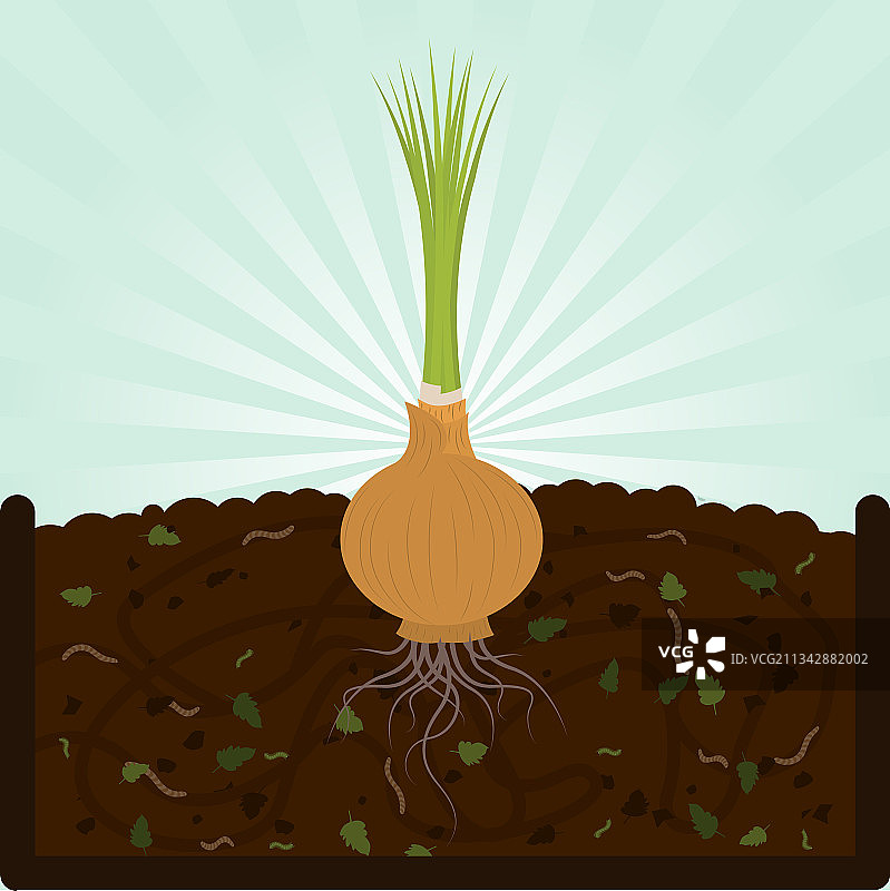 种植洋葱和堆肥图片素材