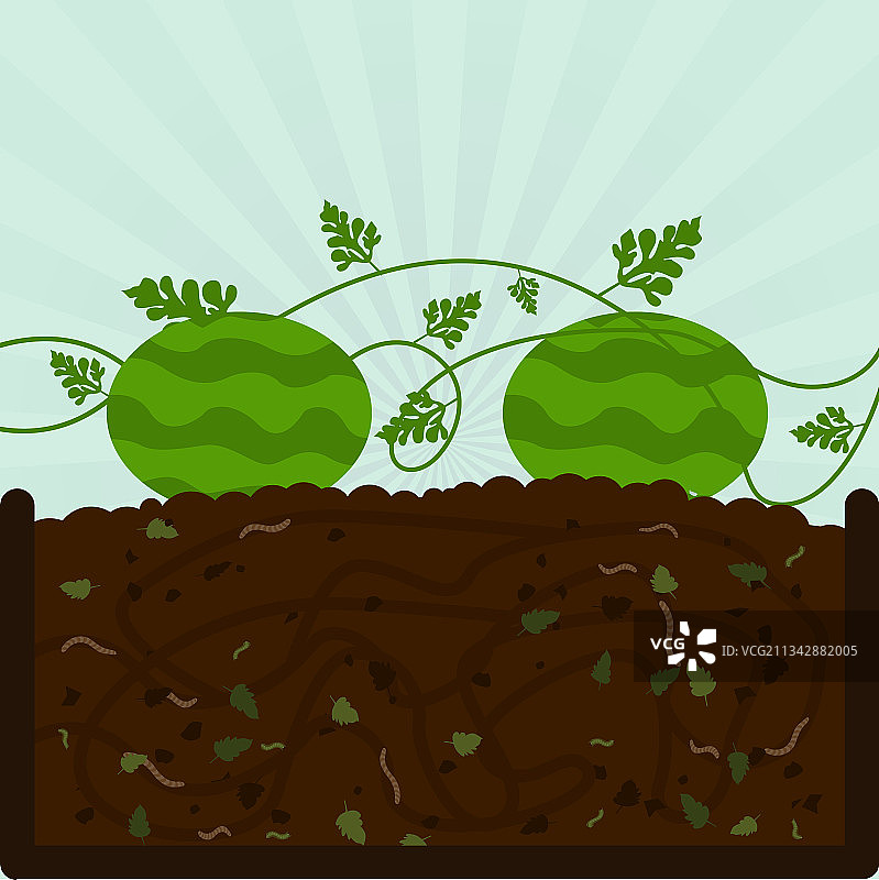 种植西瓜和堆肥图片素材