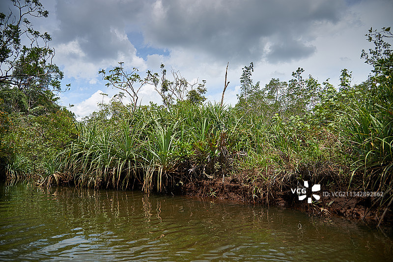 印度尼西亚，民丹岛，湿地，红树林，原生态，植物，多样性图片素材