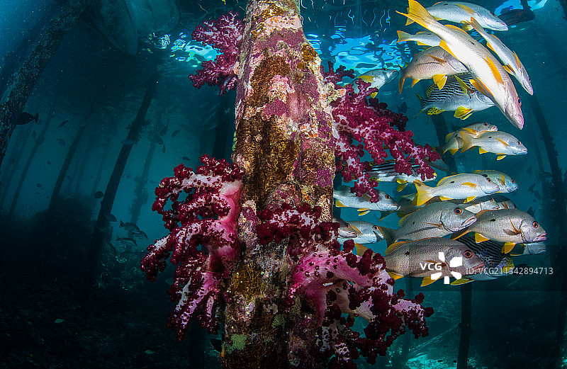 软珊瑚与鱼群图片素材