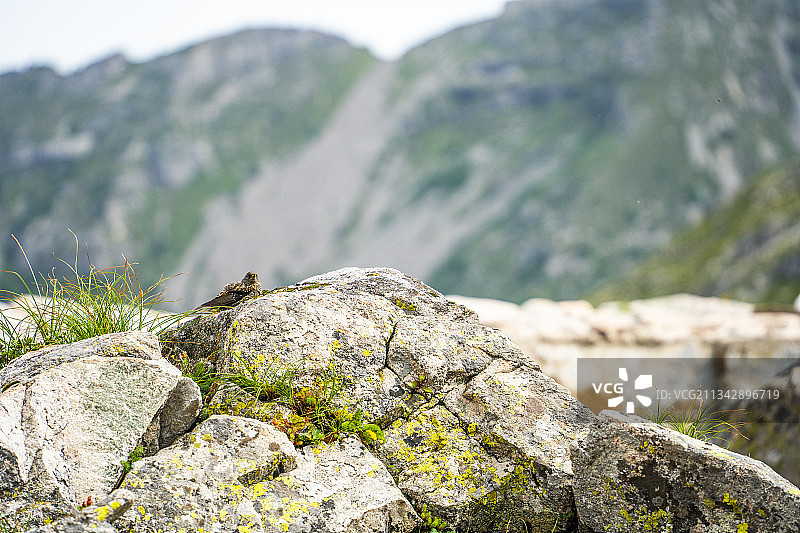 陕西秦岭太白山拔仙台和大爷海附近的净水鸟雀图片素材
