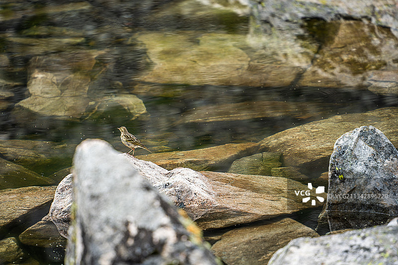 陕西秦岭太白山拔仙台和大爷海附近的净水鸟雀图片素材
