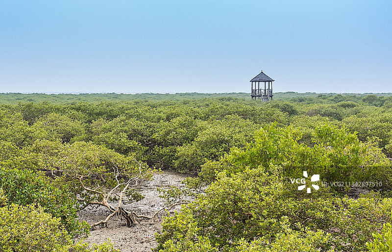 广西北海的红树林风景图片素材