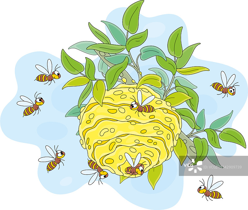 条纹黄蜂在蜂巢周围飞舞图片素材