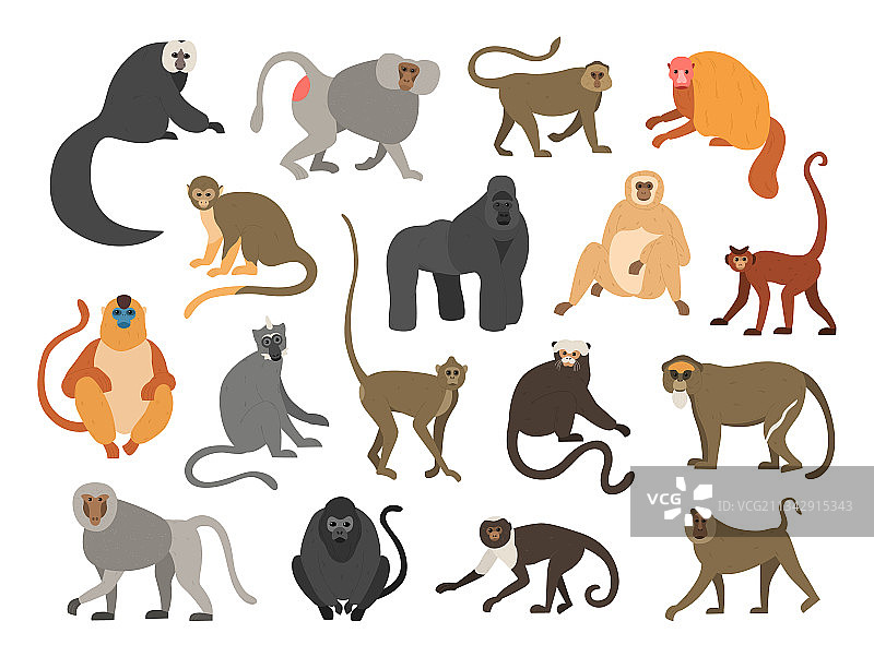 卡通灵长类动物：黑猩猩和大猩猩图片素材