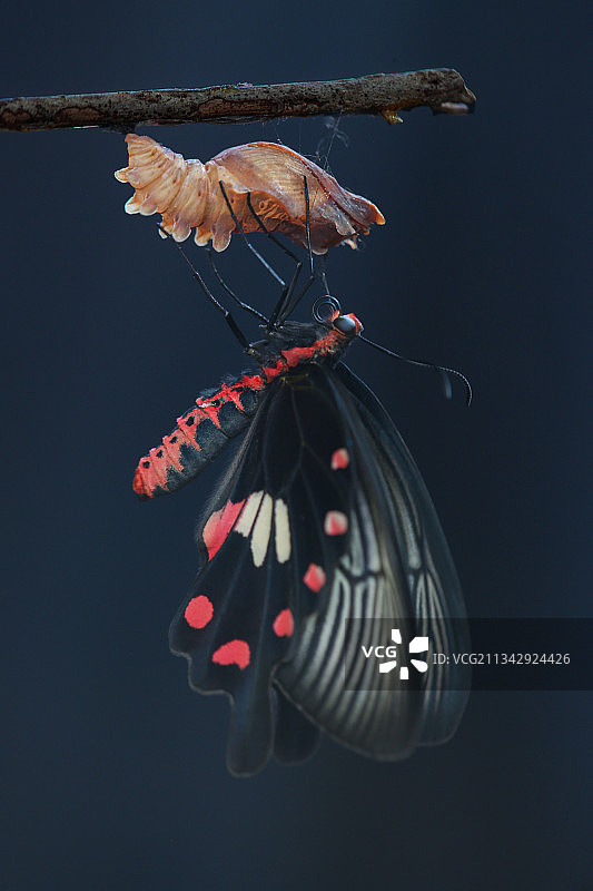 红珠化蝶图片素材