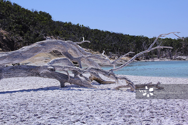白天堂沙滩的枯木图片素材