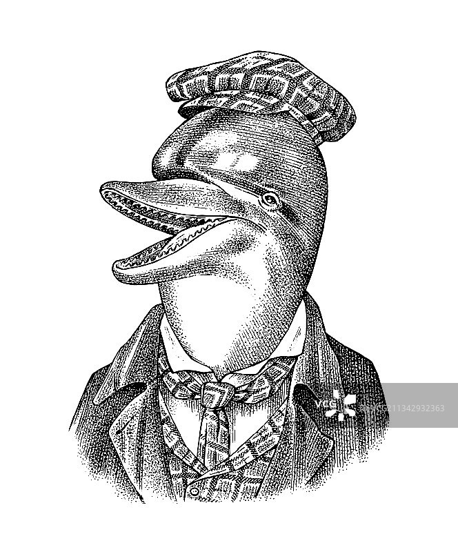 戴帽子穿西装的海豚人（海洋哺乳动物）图片素材