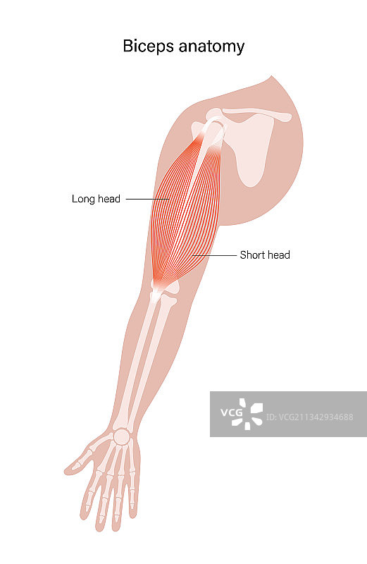 肌肉系统手臂图片素材