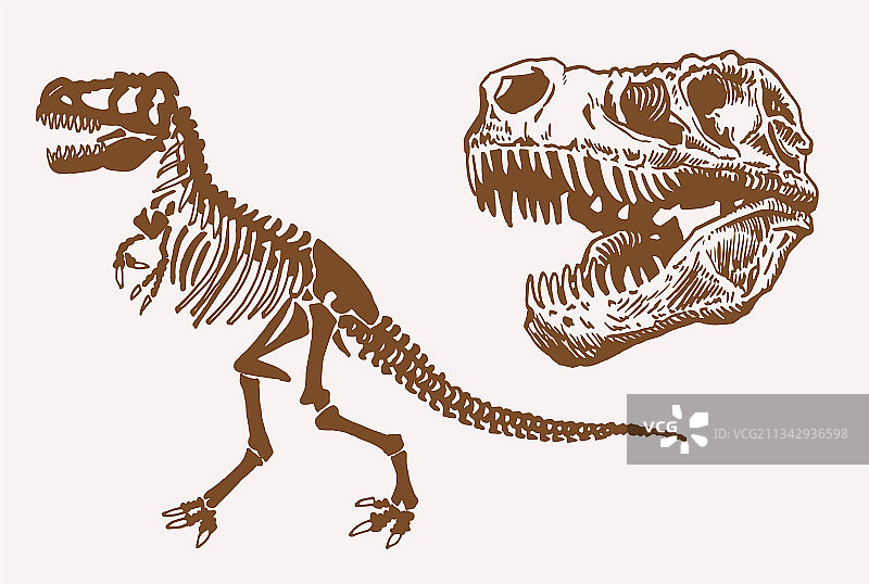 怀旧风格的恐龙骨骼图片素材