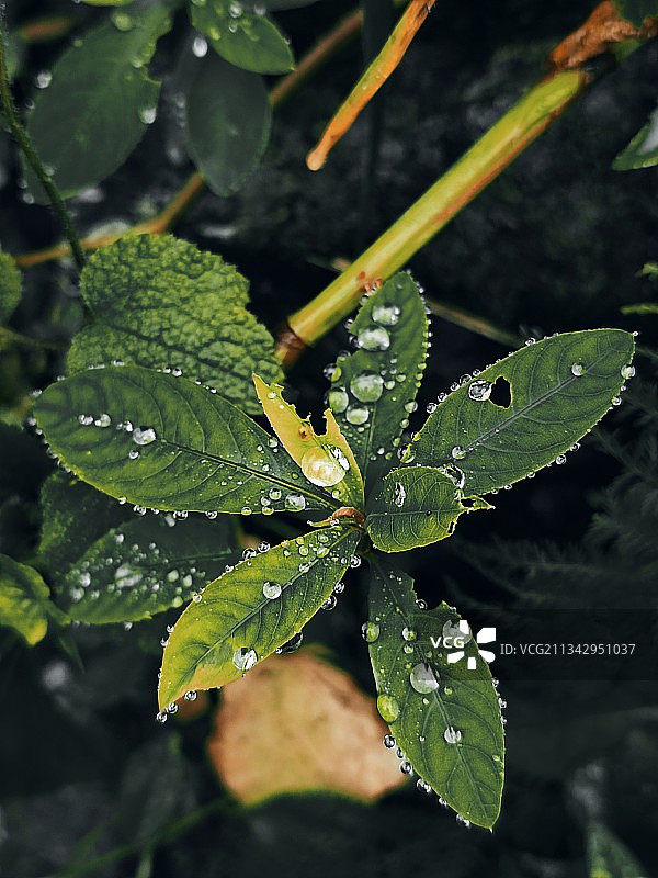 雨季潮湿植物叶片的特写镜头图片素材