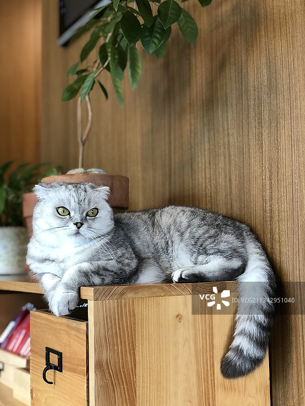 坐在木头上的猫的画像图片素材