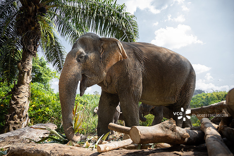 泰国大象，甲米府图片素材