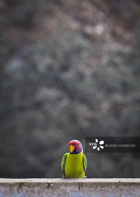 栖息在树枝上的鹦鹉特写，拉贾斯坦邦，印度图片素材