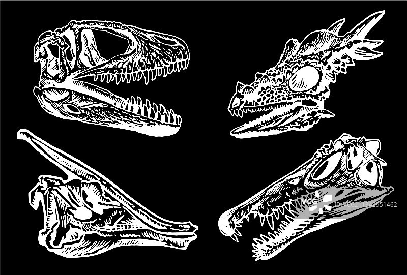 黑色背景上的恐龙头骨图片素材