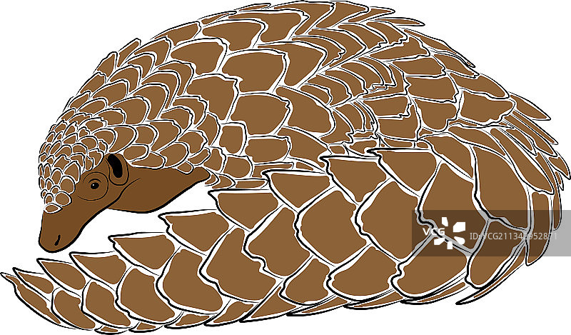 穿山甲图片素材