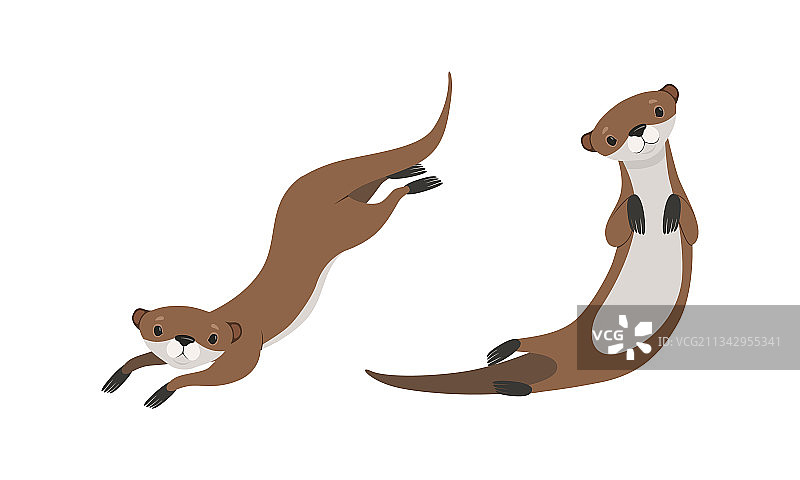 各种姿势的可爱黄鼠狼图片素材