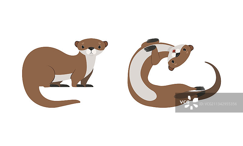 可爱伶鼬滑稽水獭动物合集图片素材