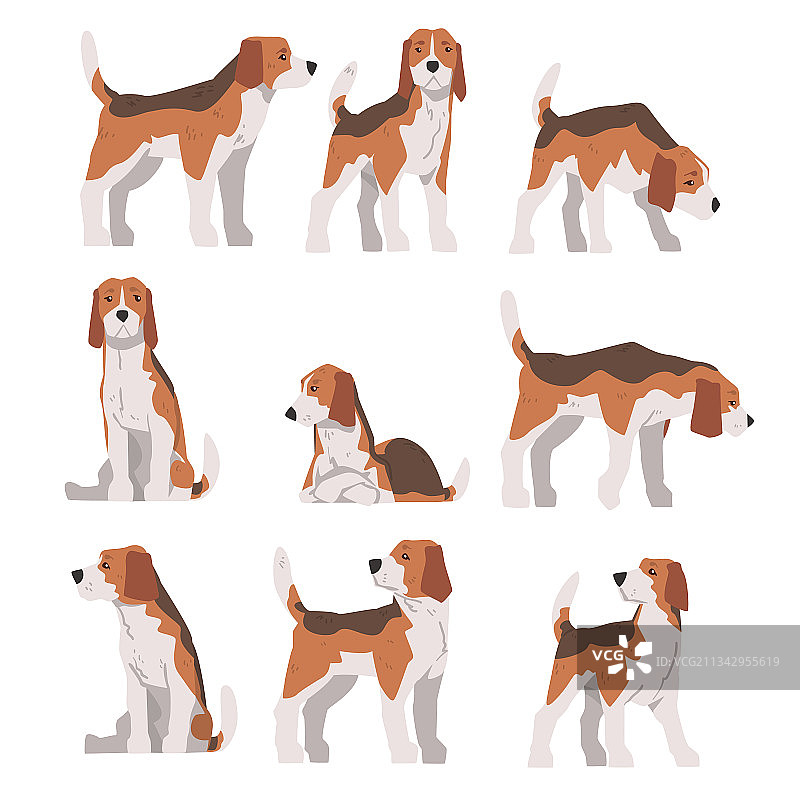 不同姿势的小猎兔犬宠物动物套装图片素材