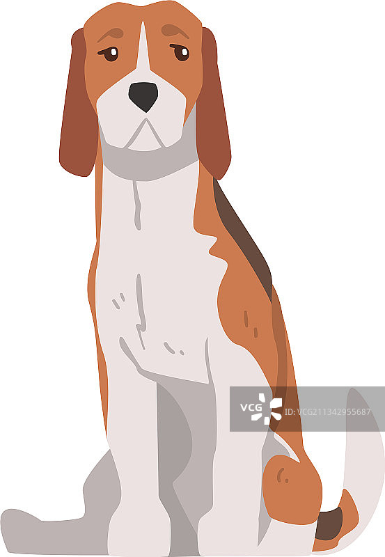 坐着的比格犬宠物猎犬图片素材
