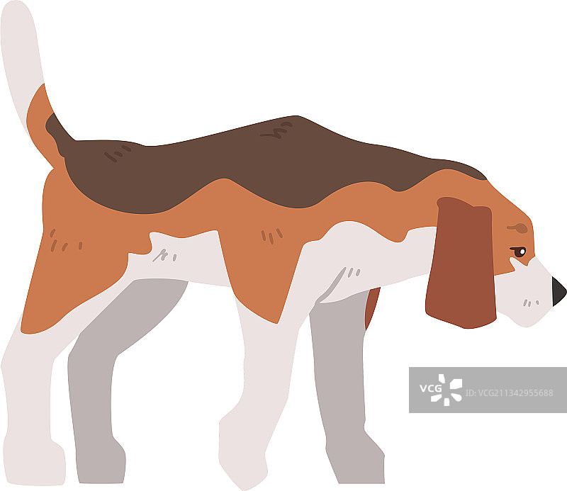棕色比格犬宠物猎犬图片素材