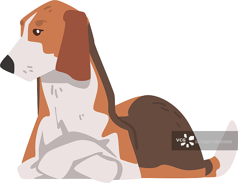 躺着的比格犬宠物猎犬图片素材