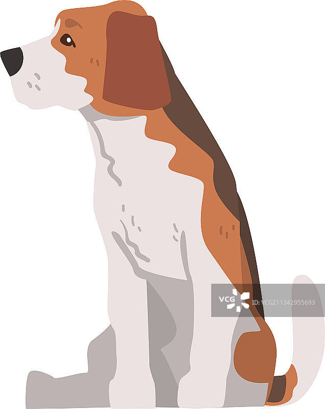 可爱坐姿小猎兔犬宠物图片素材