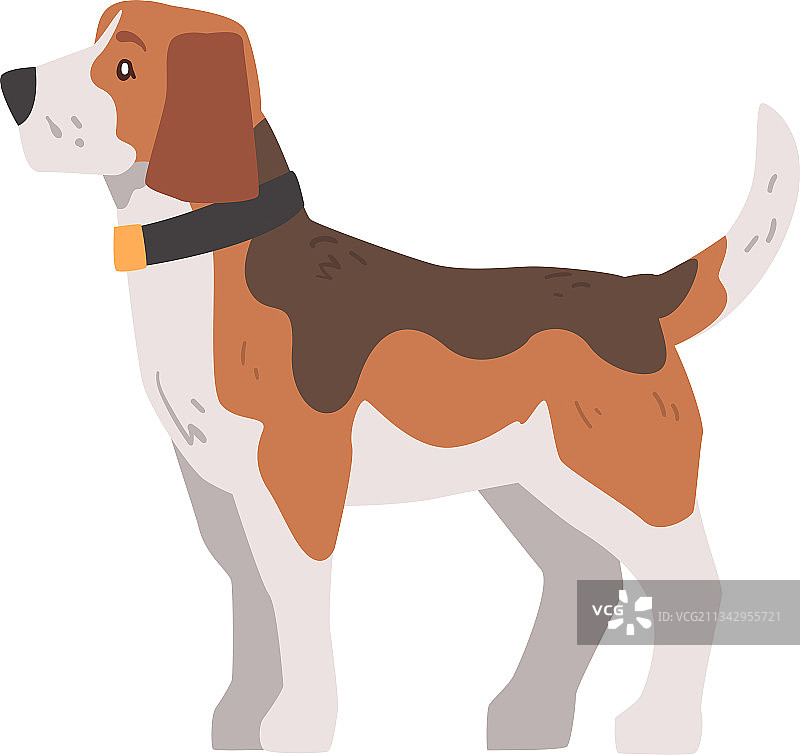 小比格犬狩猎侧面图片素材