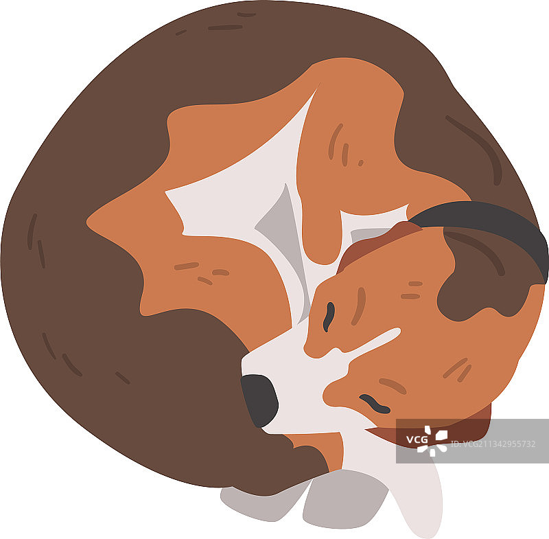 可爱睡着的比格犬宠物图片素材