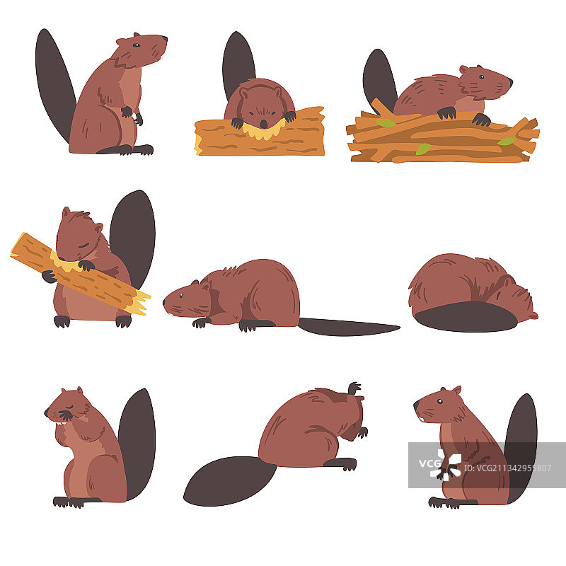 可爱的棕色海狸野生啮齿动物图片素材