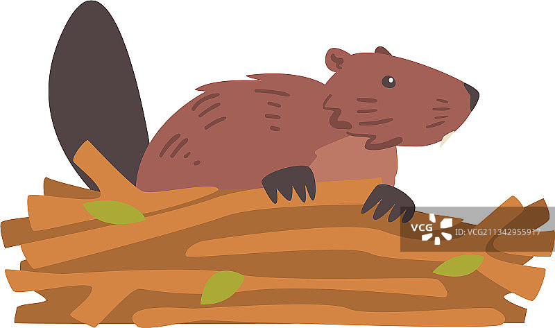 啃木头的棕色啮齿动物野生哺乳动物海狸图片素材