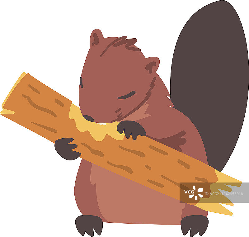 可爱的棕色海狸啃咬木头野生啮齿动物图片素材