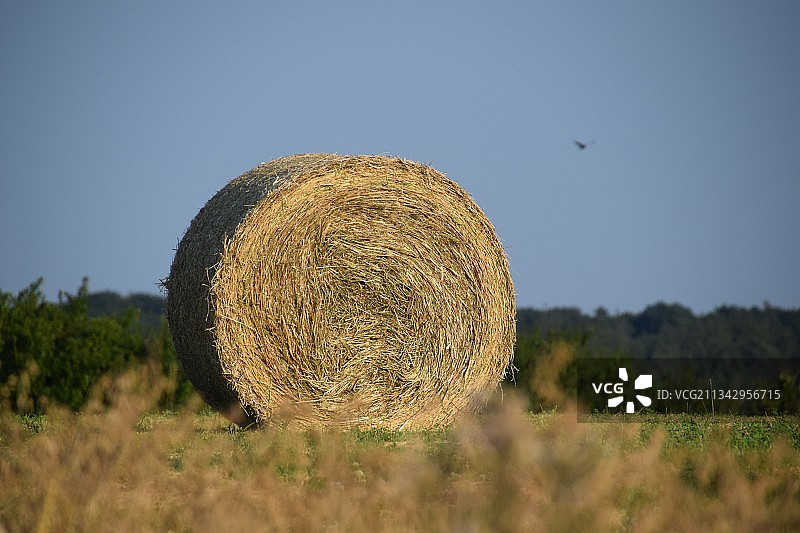 德国班贝格晴空下田野上的干草捆特写图片素材