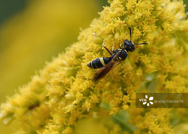 黄色花朵上的昆虫特写图片素材